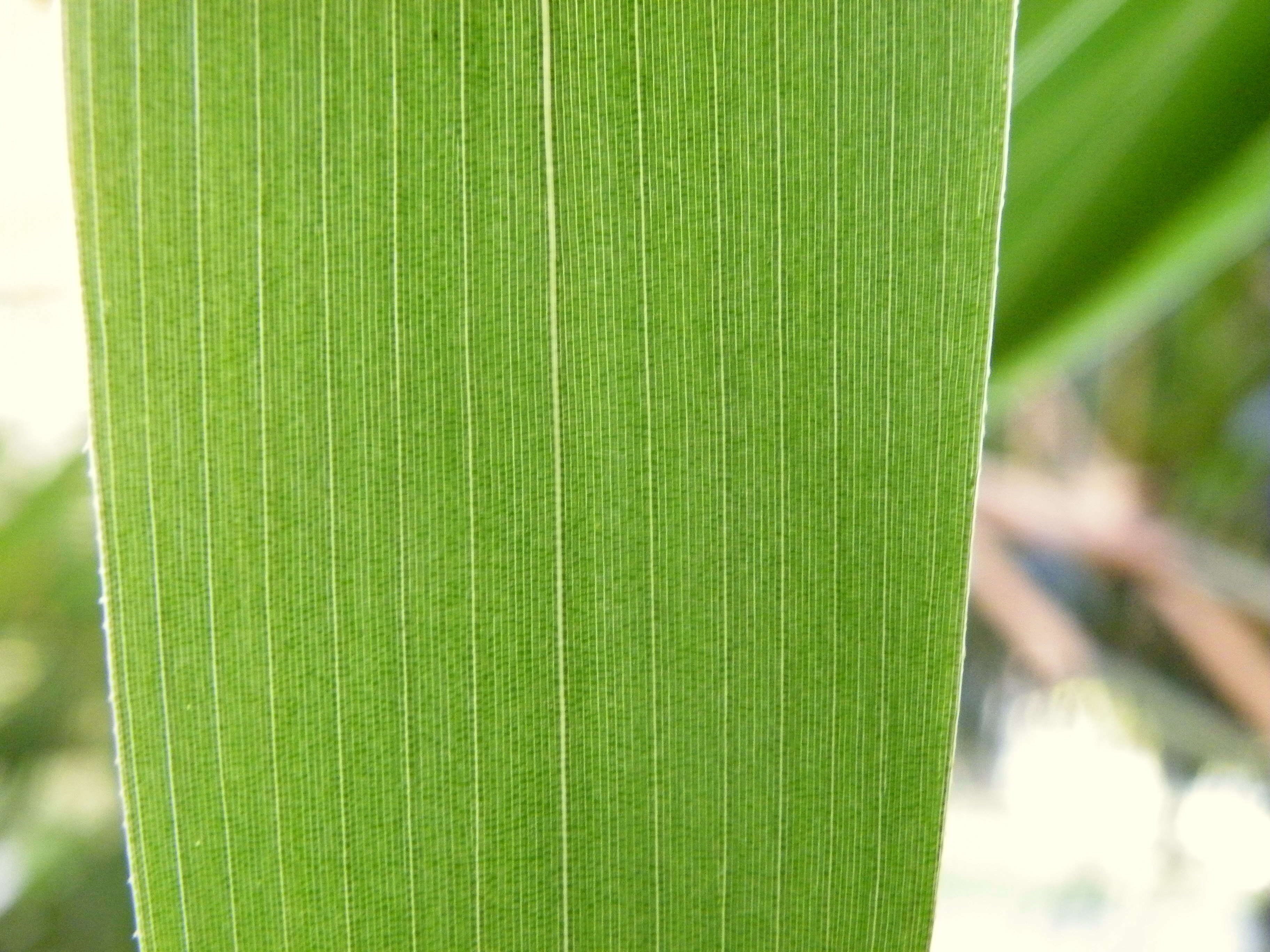 Image de Pseudosasa japonica (Siebold & Zucc. ex Steud.) Makino ex Nakai