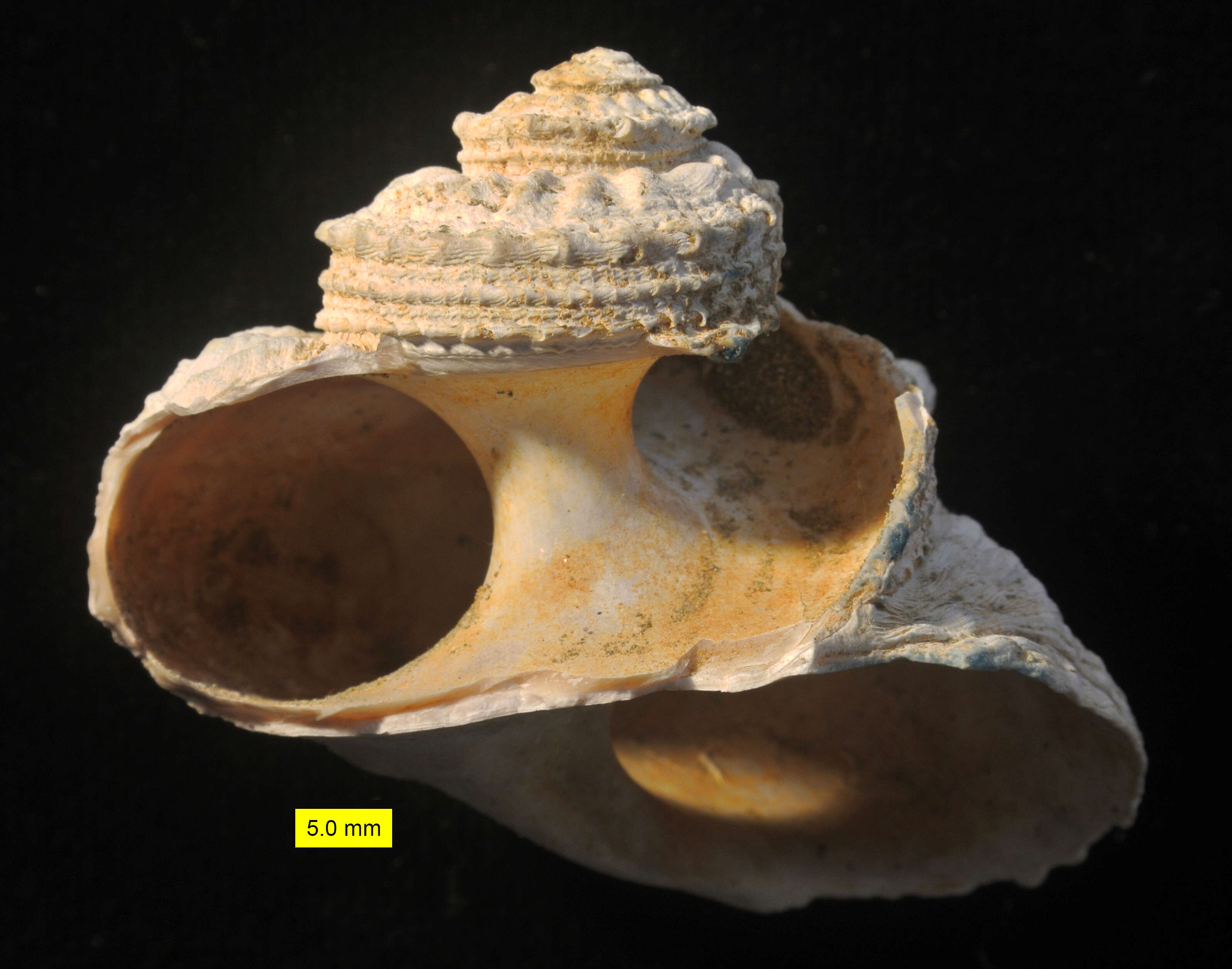 Image of rough star shell