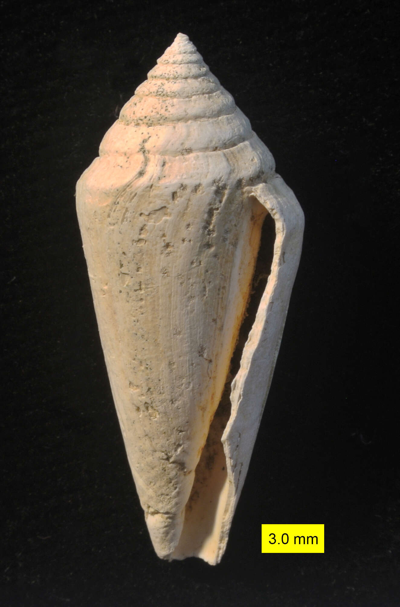 Image of Conus pelagicus