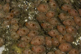 Image of baked bean ascidian