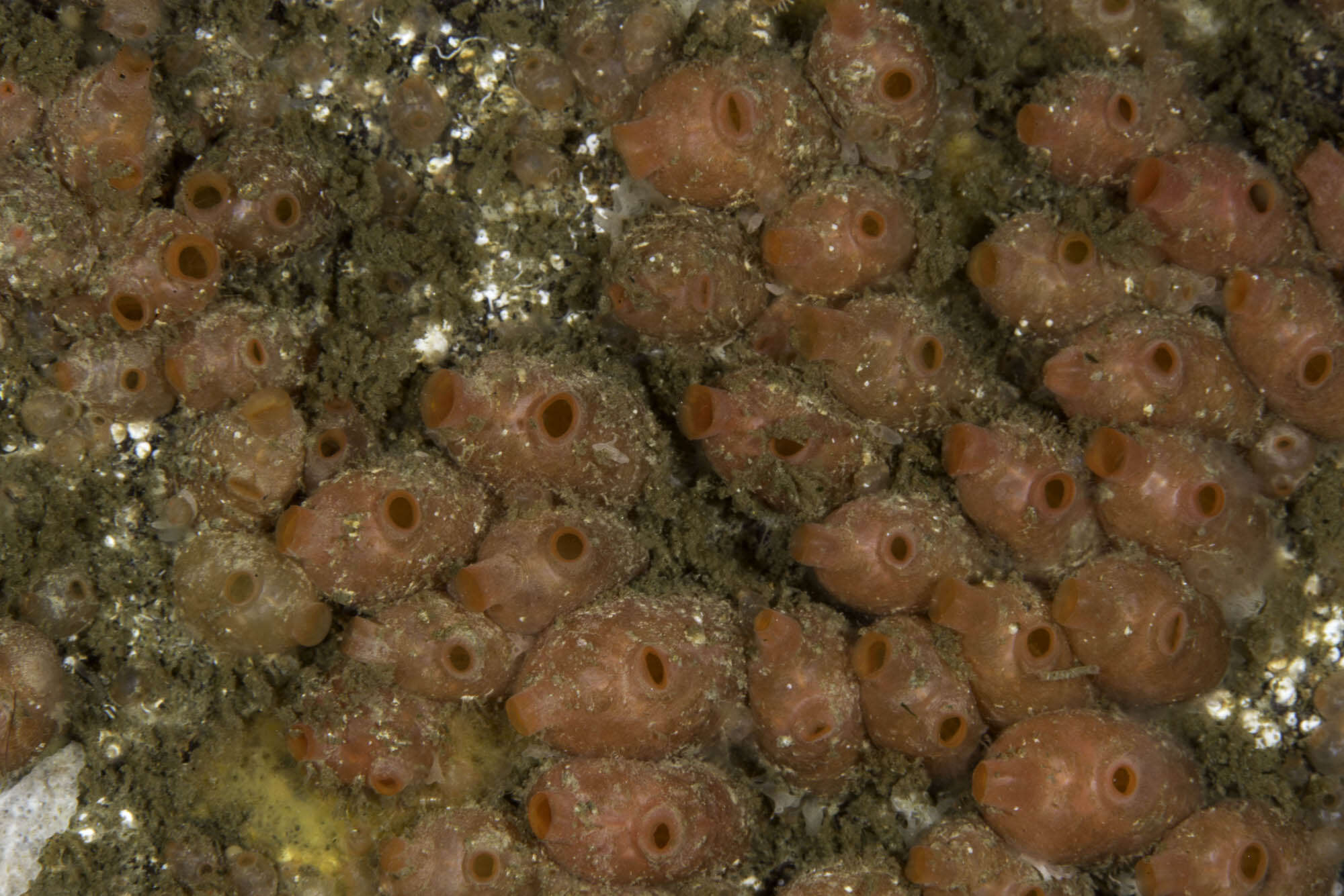 Image of baked bean ascidian