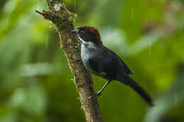 Atlapetes schistaceus (Boissonneau 1840) resmi