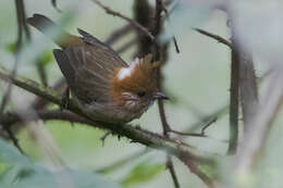 Image of White-naped Yuhina