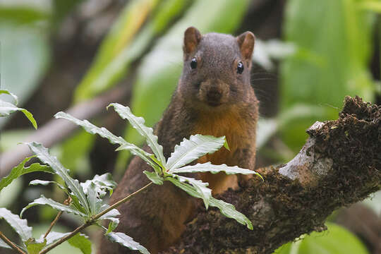 Image of Orange-bellied Himalayan Squirrel