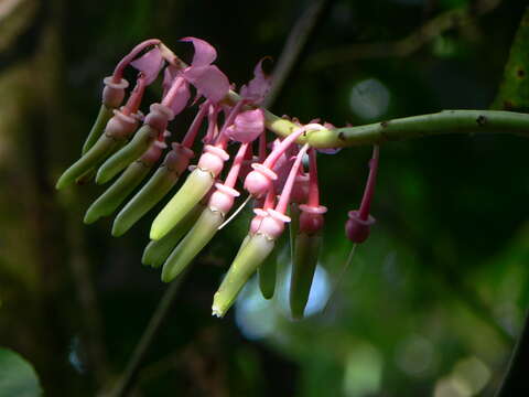 Imagem de Cavendishia grandifolia Herold