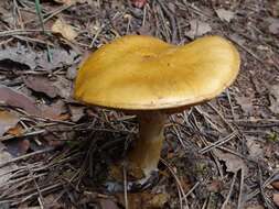 Image de Cortinarius callisteus (Fr.) Fr. 1838