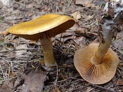 Image de Cortinarius callisteus (Fr.) Fr. 1838