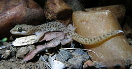 Image of Pointed Thick-toed Gecko