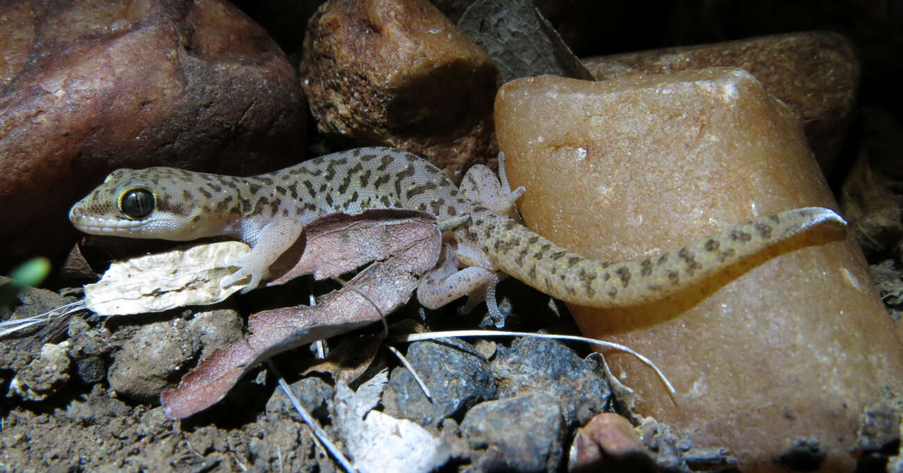 Image of Pointed Thick-toed Gecko