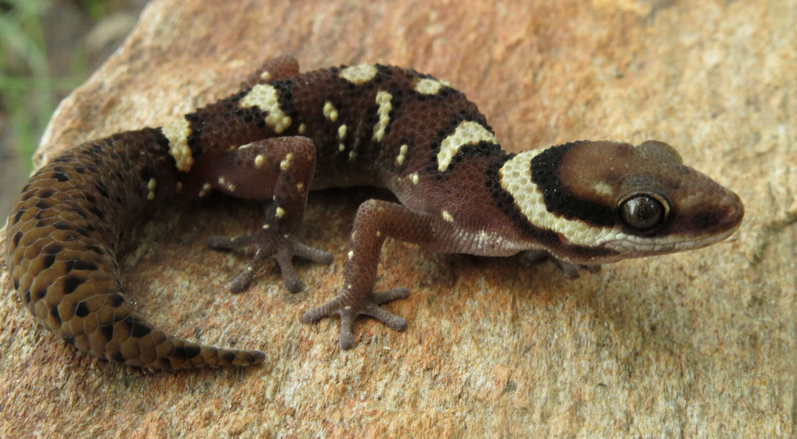 Pachydactylus oshaughnessyi Boulenger 1885的圖片