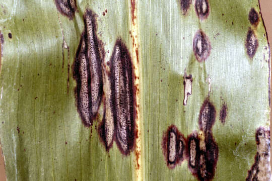 Image of Ascochyta