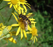 Image of Marsh Hoverfly