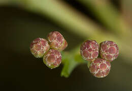 Image of water wattle