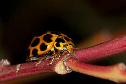 Image of Lady beetle