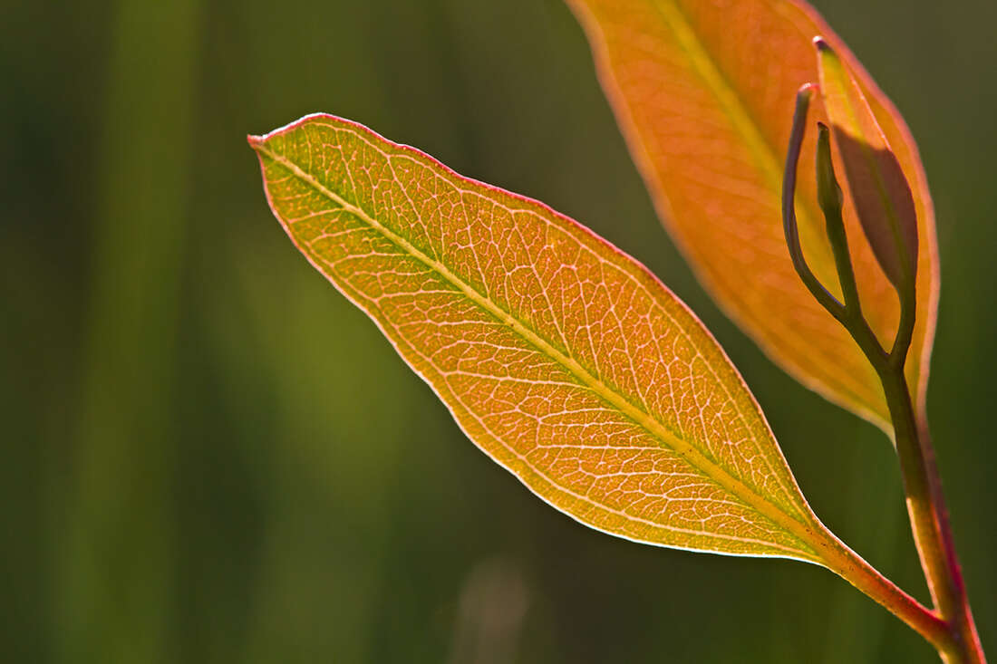 Image of Eucalyptus microcarpa (Maiden) Maiden