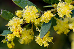 Image of gold-dust acacia