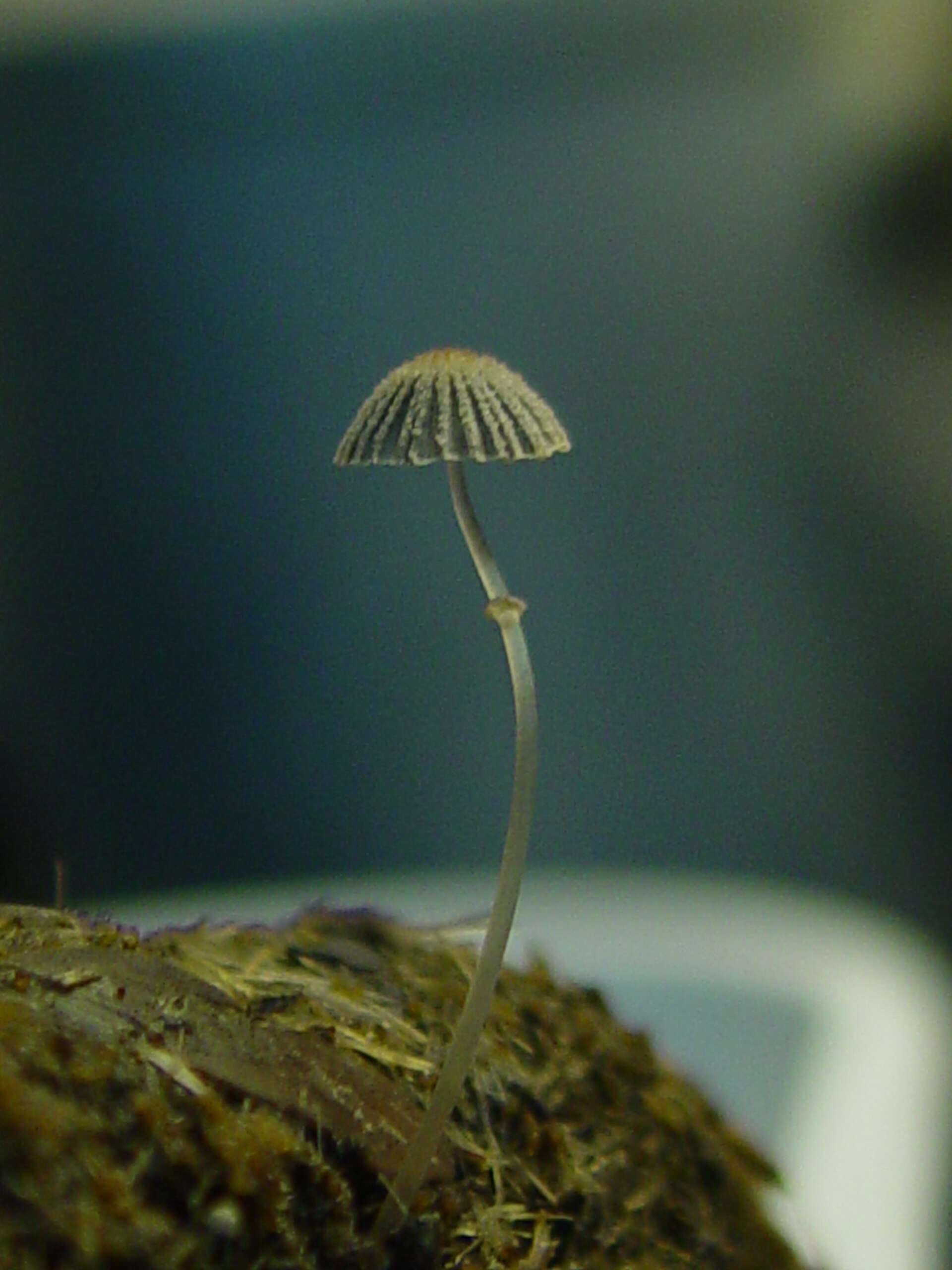 Слика од Coprinopsis ephemeroides (DC.) G. Moreno 2010