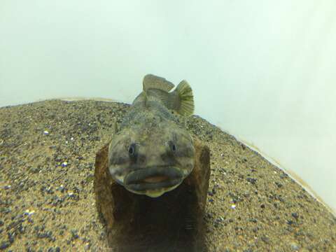 Image of Black rockcod