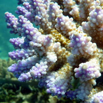 Image of Staghorn coral