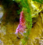 Image of Neocaridina heteropoda