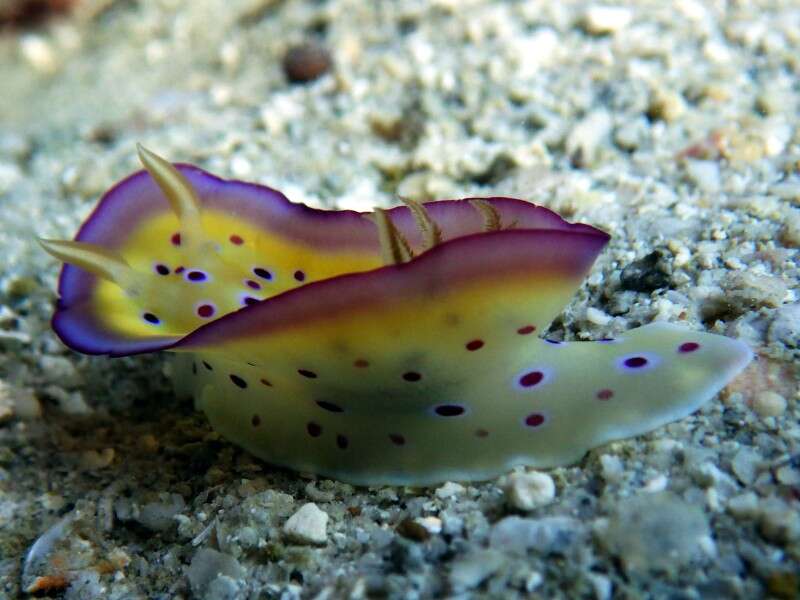 Image of Purple spot skirt lifter slug