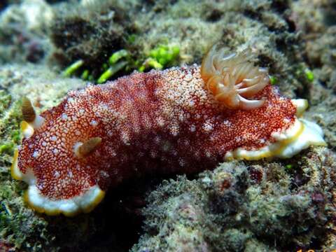 Image of Red-netted slug