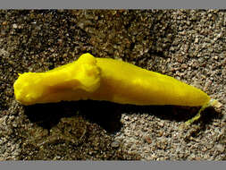 Image of Yellow sponge slug