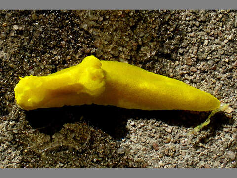 Image of Yellow sponge slug