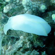 Image of Yellow edged transluscent slug