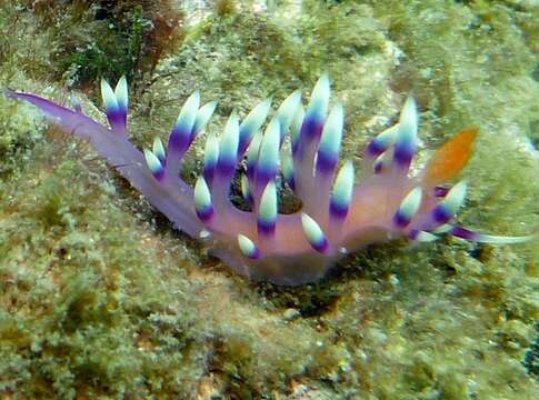 Image of Whitetip purple cerrata pink slug