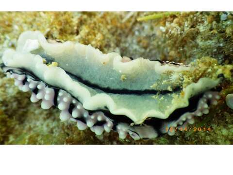 Image of Lumpy black grey orange slug