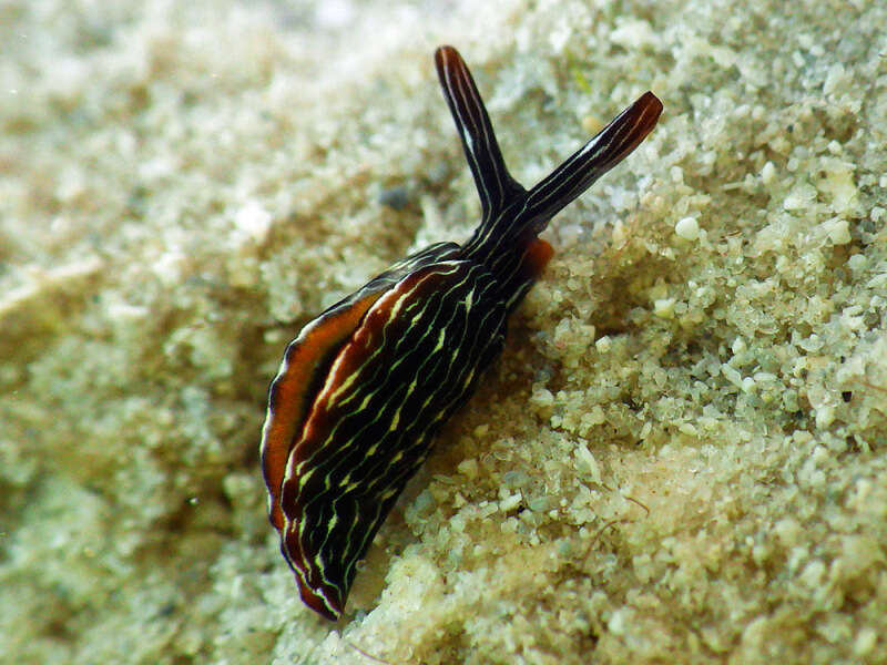 Image of Painted slug