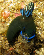 Image of Morose black and blue slug