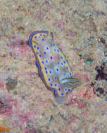 Image of Purple spot skirt lifter slug