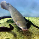 Image of Smallmouth Electric Catfish