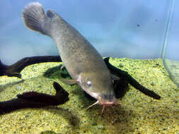 Image of Smallmouth Electric Catfish