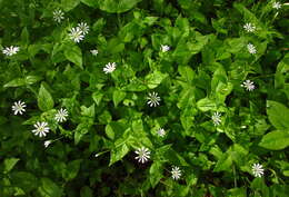 Image of wood stitchwort