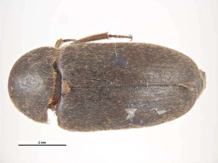 Image of Black Larder Beetle