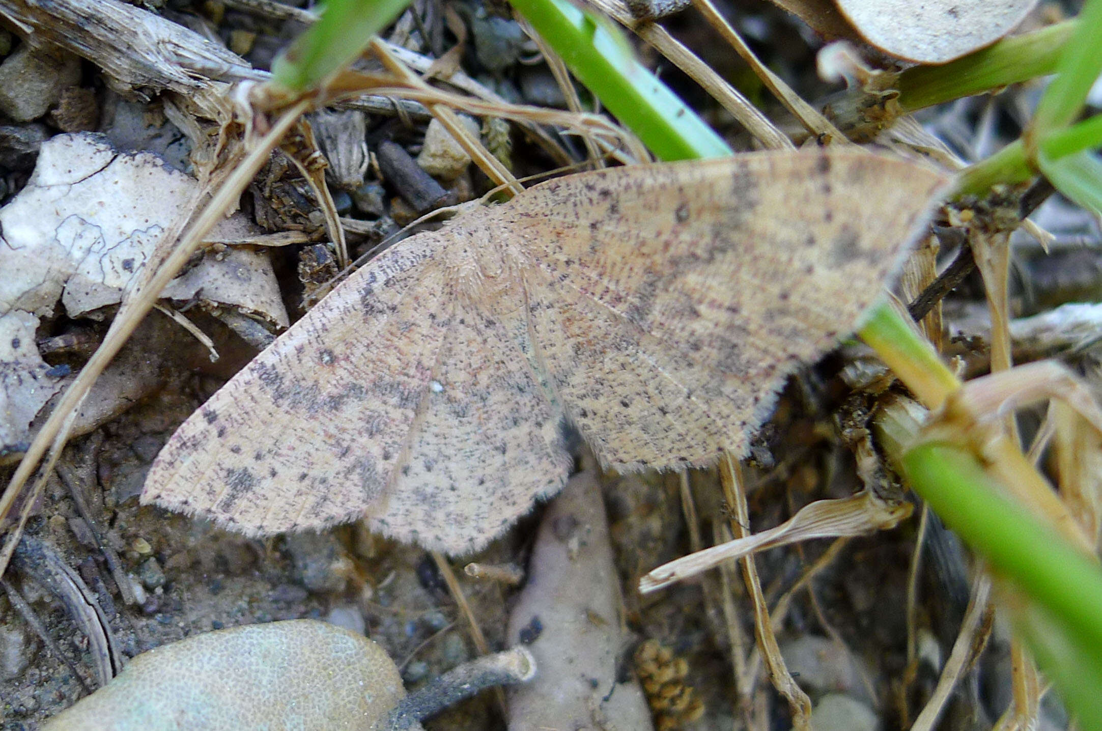 Image of Cyclophora hyponoea Prout 1935