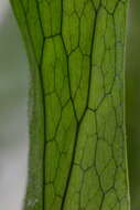 Image of Platycerium grande (A. Cunn. ex Fée) J. Sm.