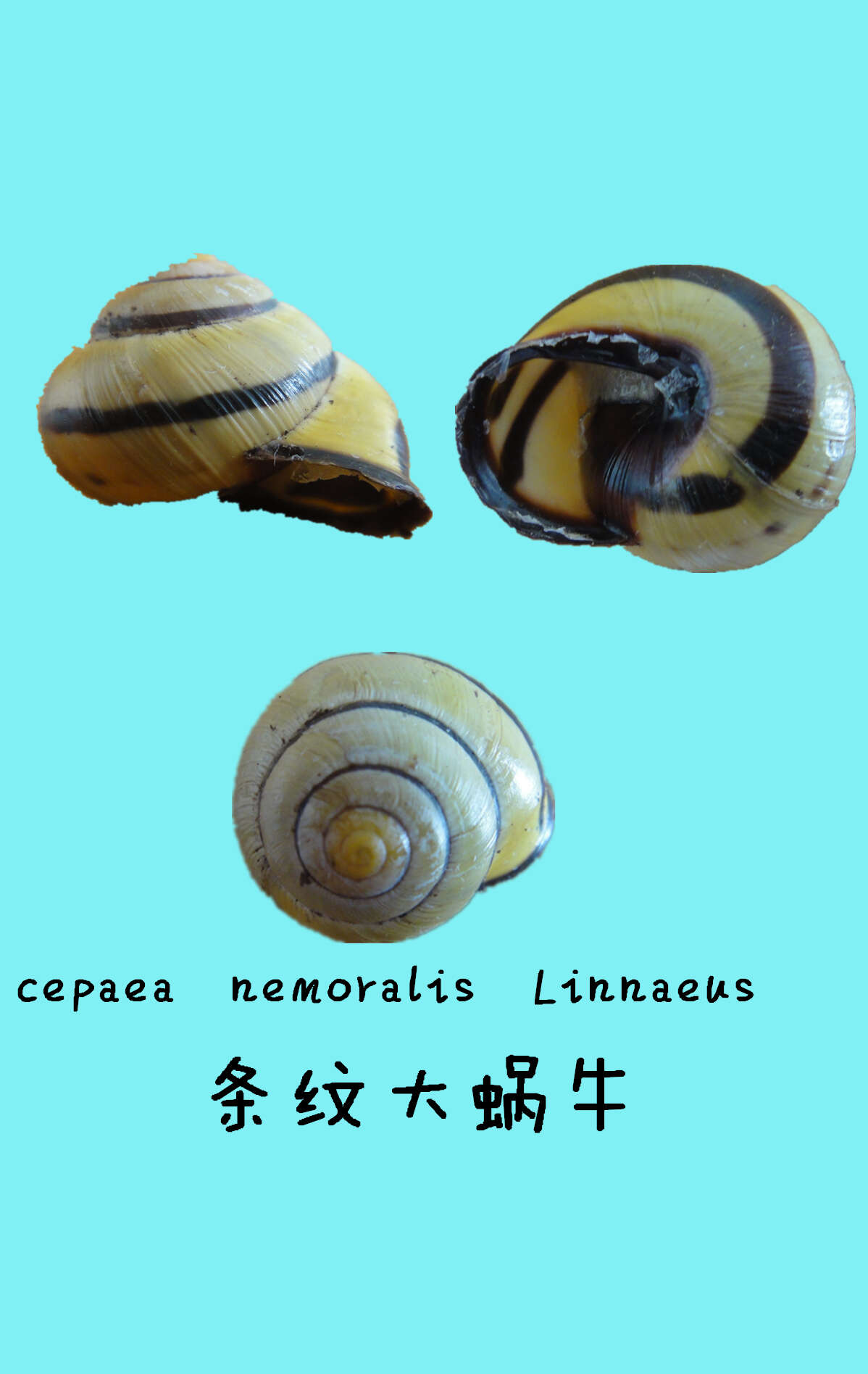 Image of Brown Lipped Snail