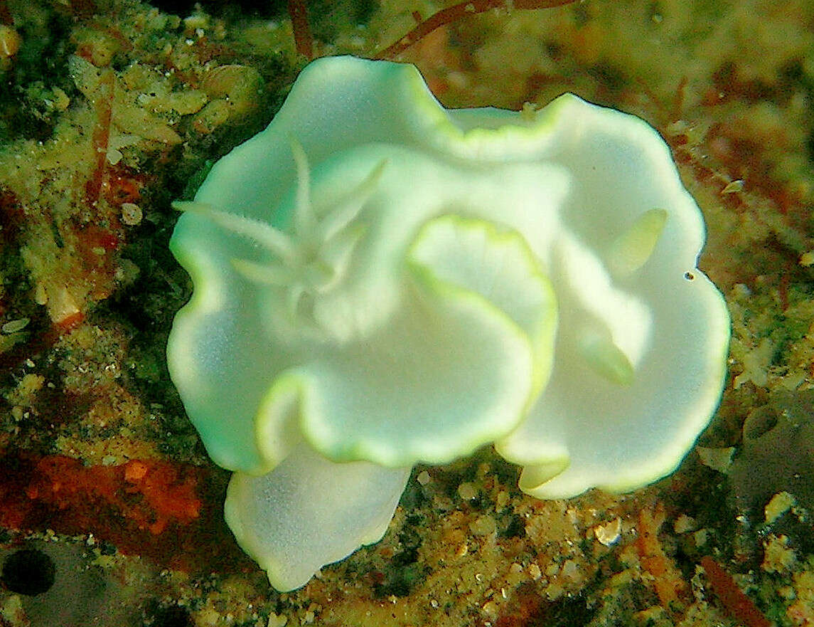 Image of Pale white slug