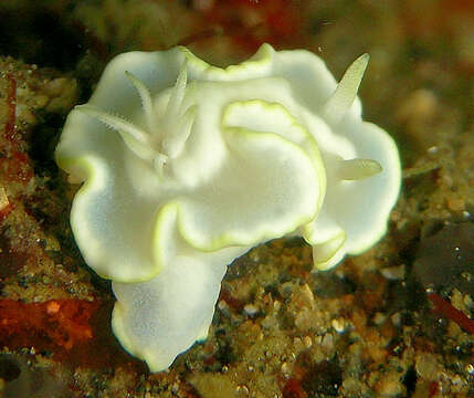 Image of Pale white slug