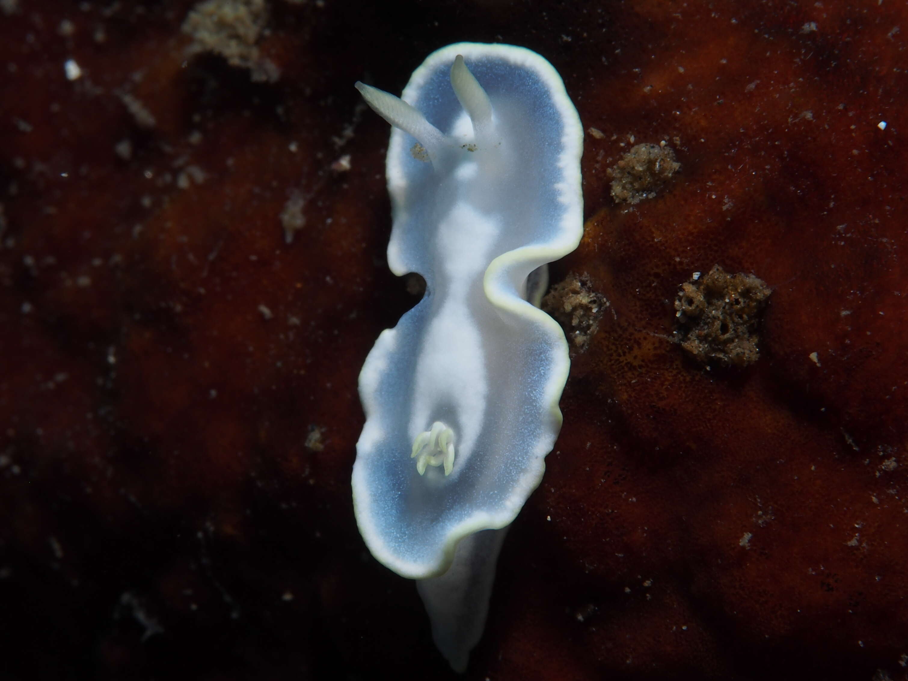 Image of Pale white slug