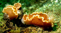 Image of Red-margined orange slug