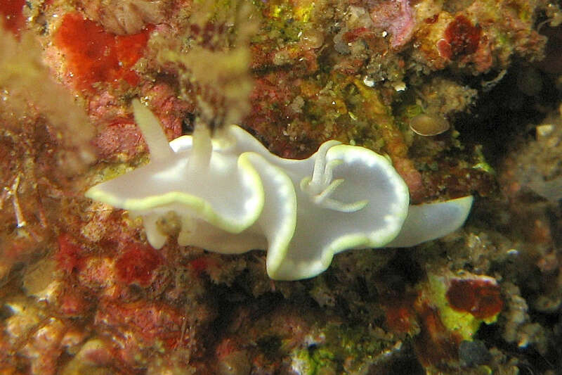 Image of Pale white slug