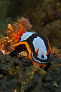 Image de Chromodoris westraliensis (O'Donoghue 1924)