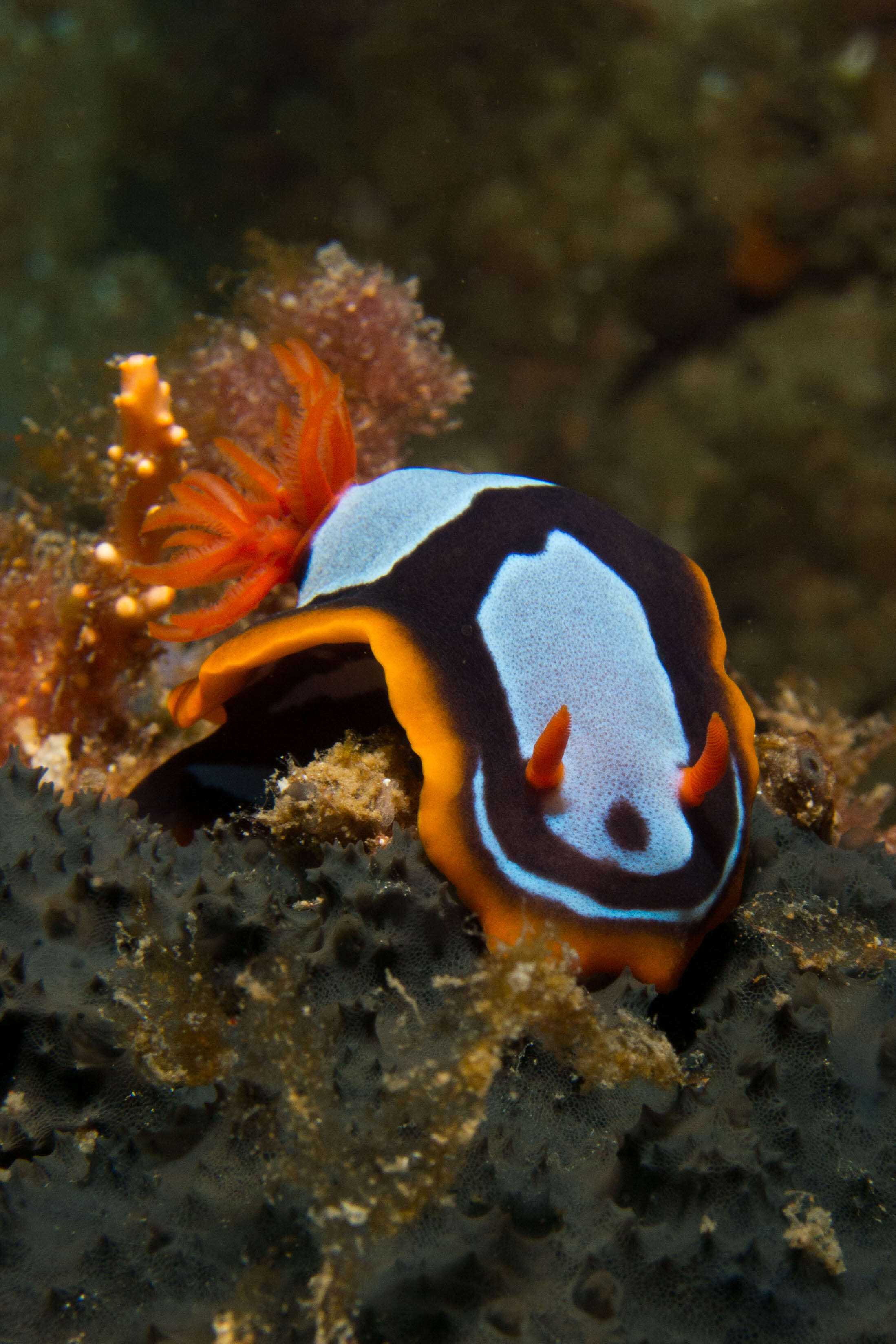 Image de Chromodoris westraliensis (O'Donoghue 1924)