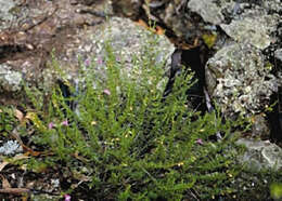 Image of Wollemi Mint-bush