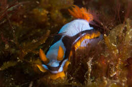 Image de Chromodoris westraliensis (O'Donoghue 1924)